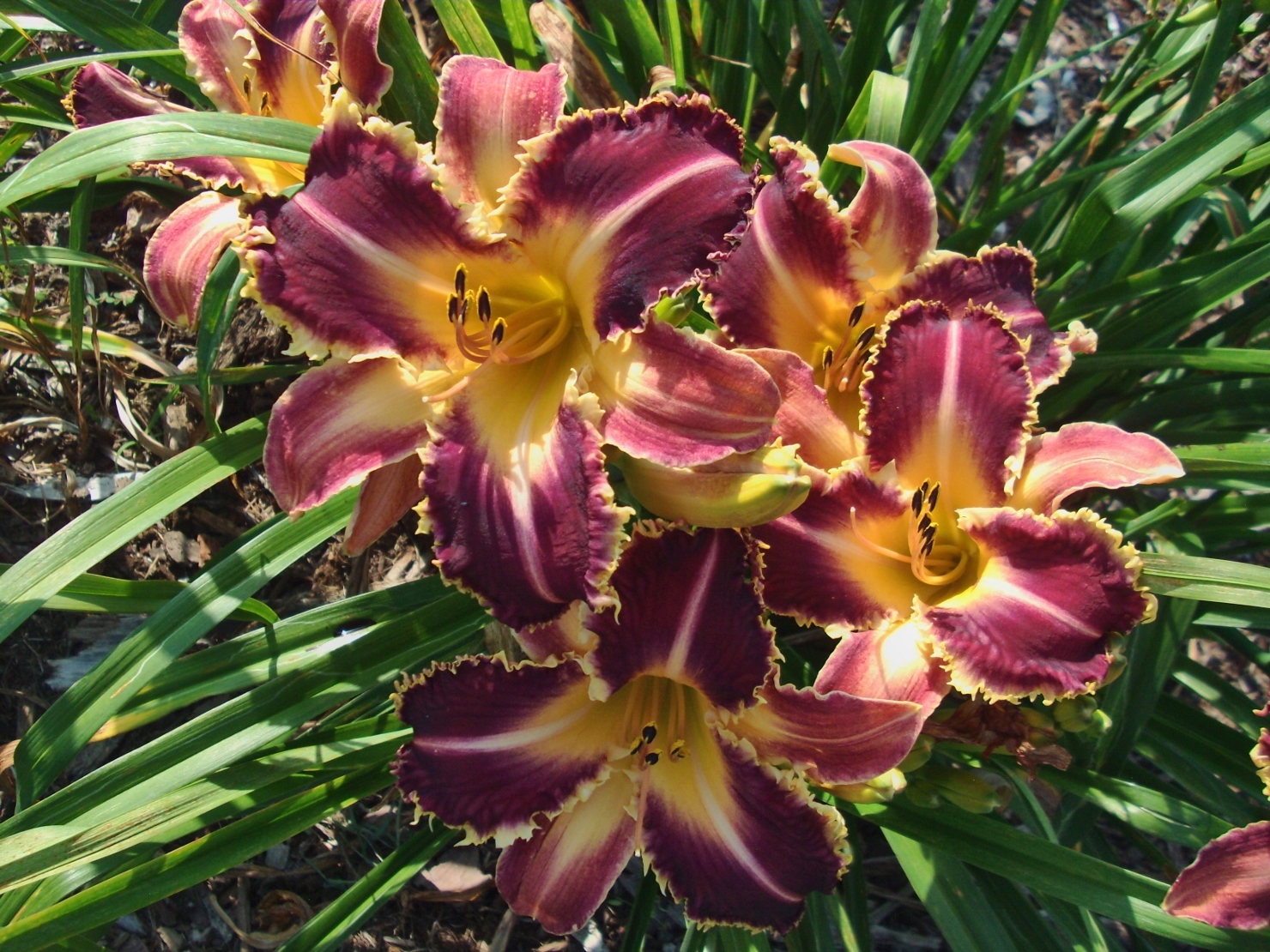 Davis Boxwood & Daylily Nursery photo 3