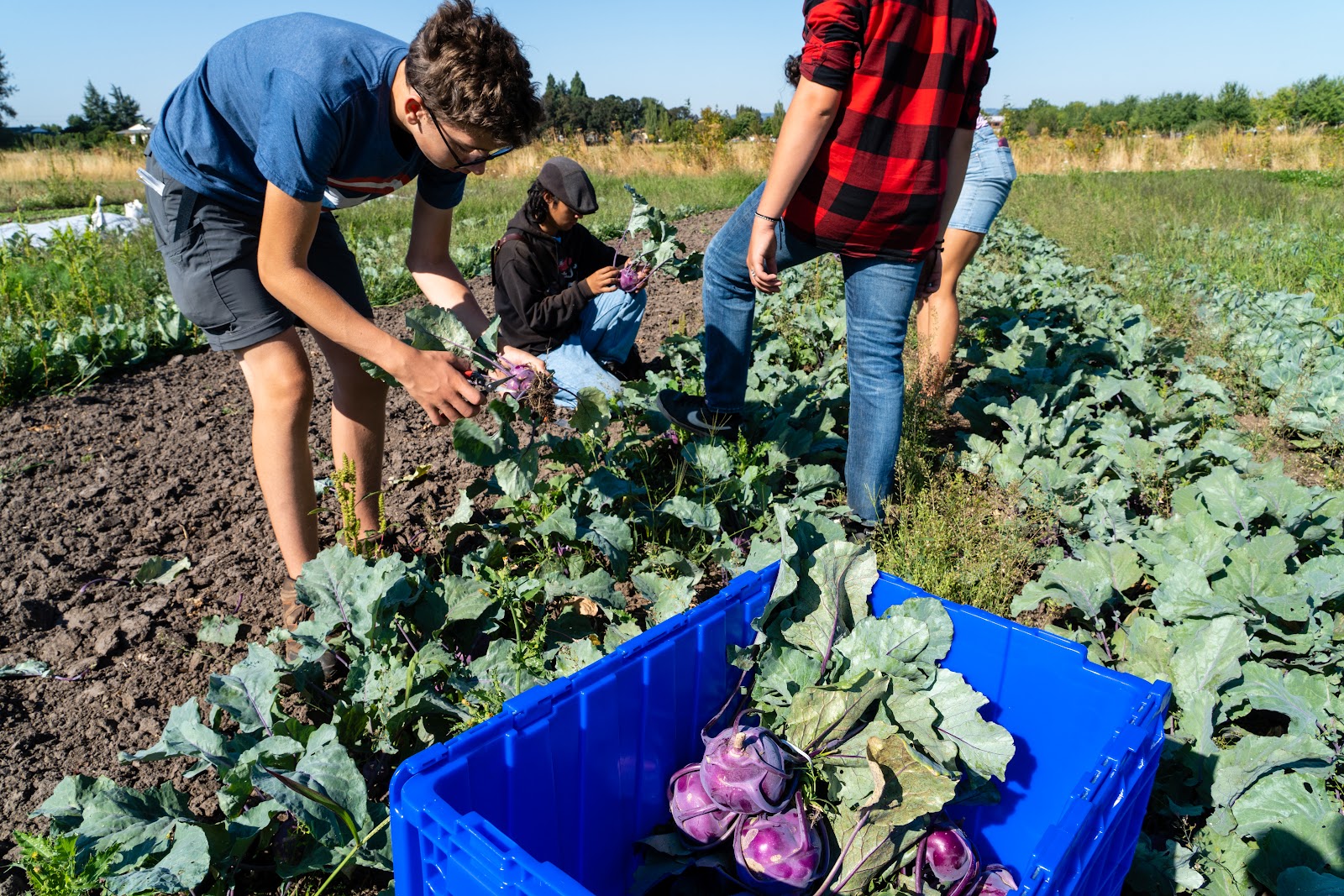 Marion-Polk Food Share Youth Farm photo 5