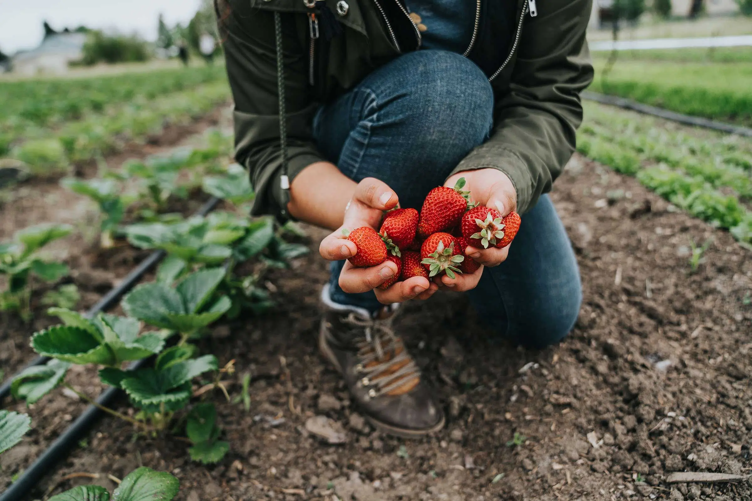 Marion-Polk Food Share Youth Farm