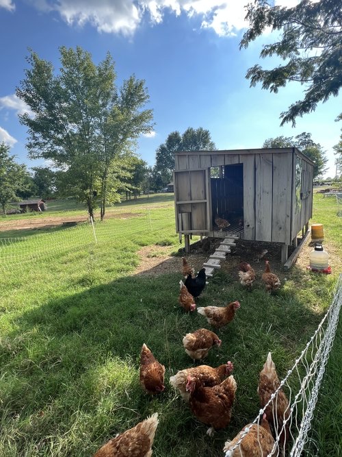 Arise and Shine Farm