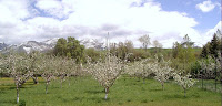 Paradise Valley Orchard