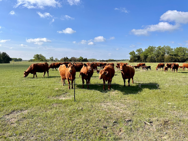 Audumbla Regenerative Ranch