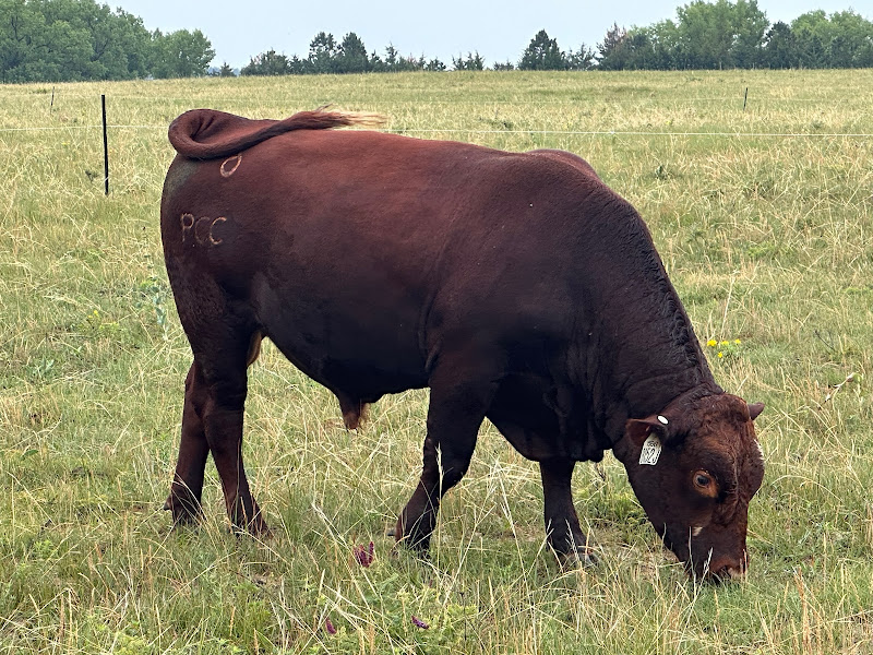 Audumbla Regenerative Ranch photo 8