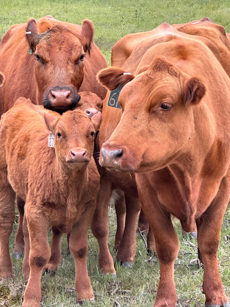 Audumbla Regenerative Ranch photo 16