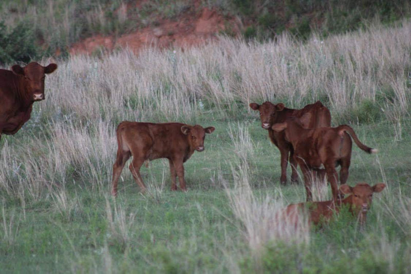Triple L Ranch, Certified Grass Fed/Finished Beef photo 2