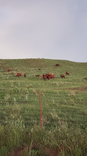 Triple L Ranch, Certified Grass Fed/Finished Beef photo 3