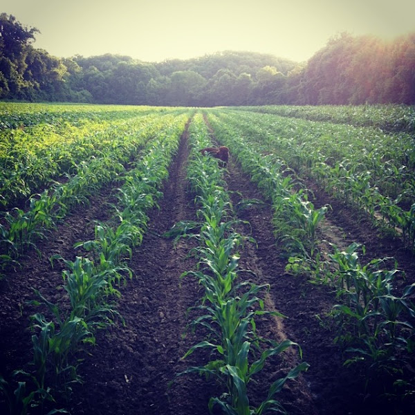 Riverview Farms photo 2