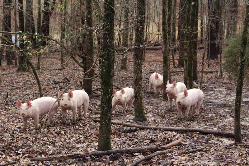 Riverview Farms photo 3