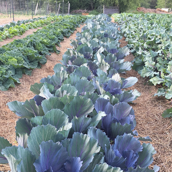 180 Degree Farm photo 10