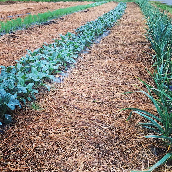 180 Degree Farm photo 11
