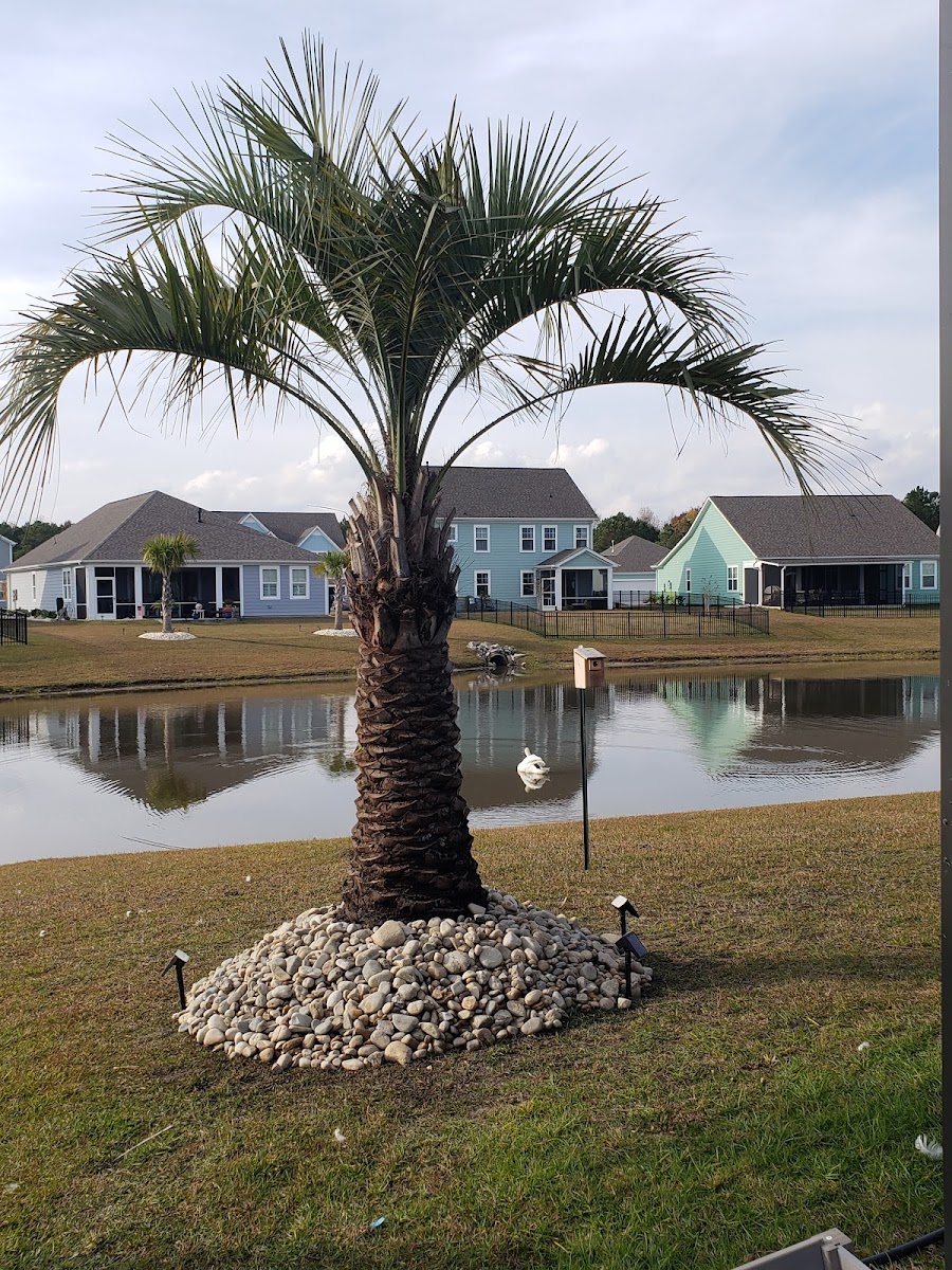 Blackwater Nursery photo 2
