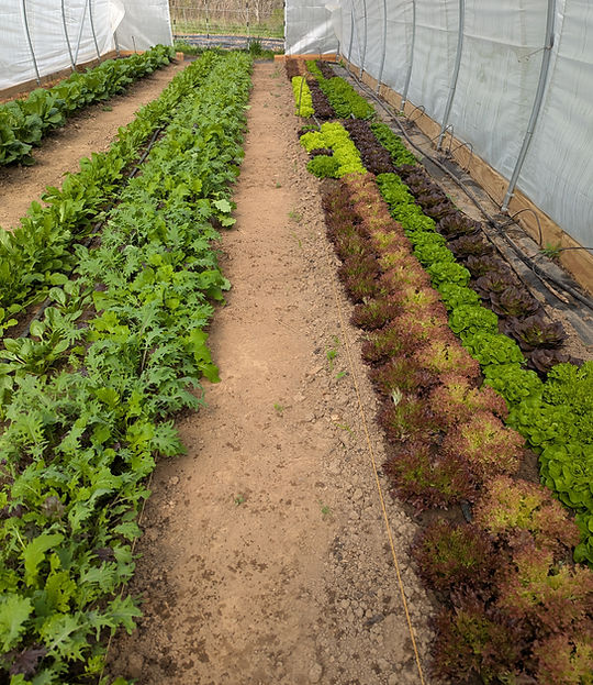 Polsgrove Hill Diversified Farm photo 20