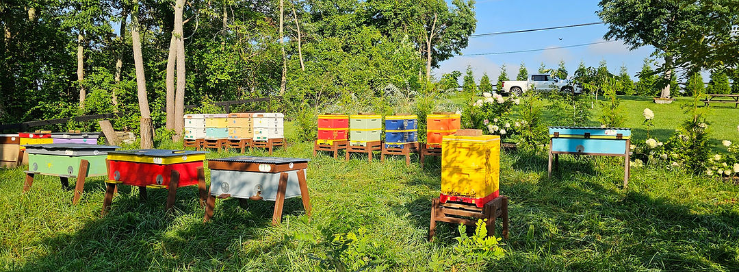 NKY Honey Bees photo 10