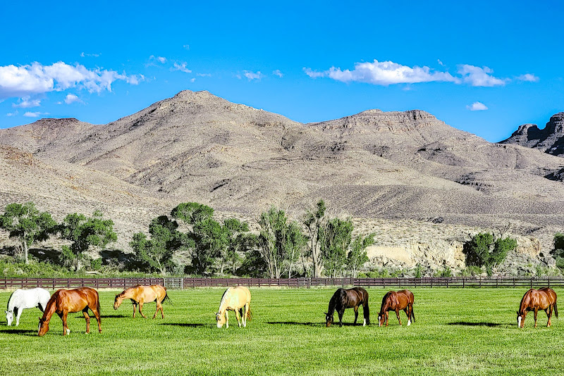 Double H&C Nevada Ranch Raised Beef