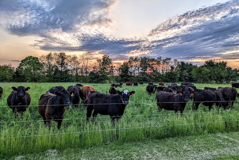 Hays Family Farm photo 2