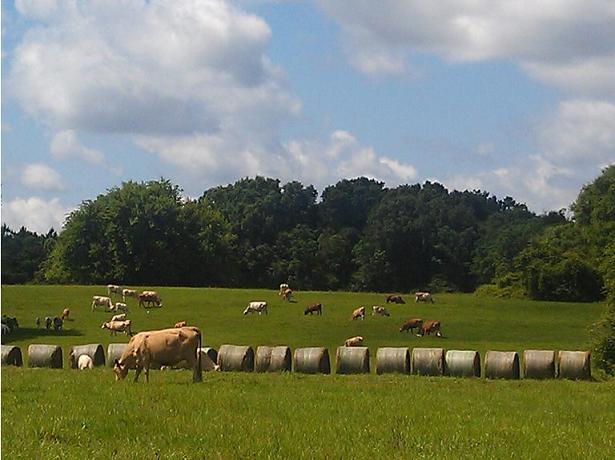 Nature's Hand Cattle Company - Grass Fed Beef -Westville