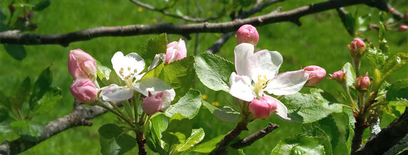 Many Hands Organic Farm