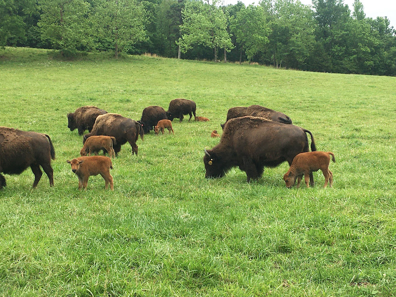 Ozark Valley Bison Ranch, LLC photo 2