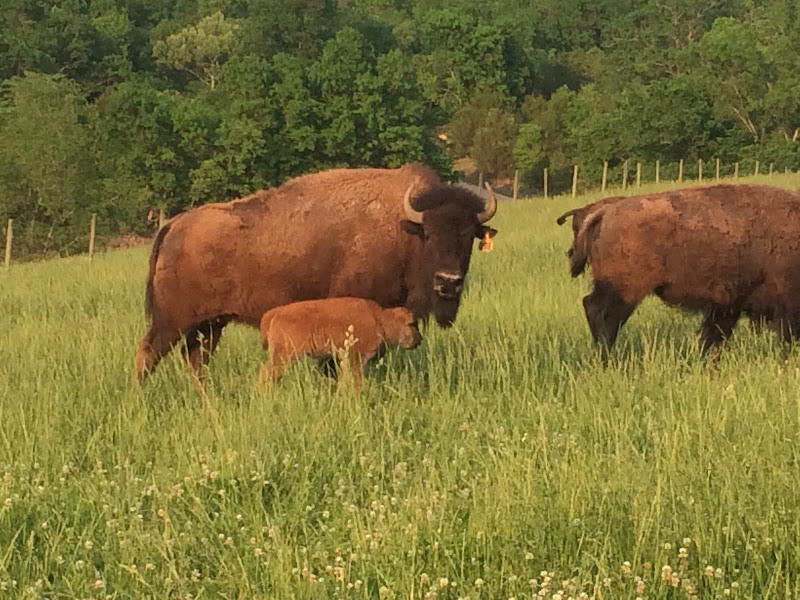 Ozark Valley Bison Ranch, LLC photo 3
