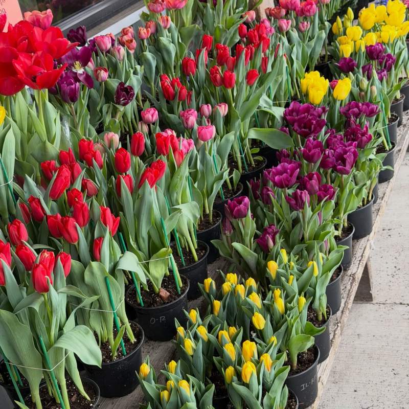 Shores Sisters Farm Market & Cafe