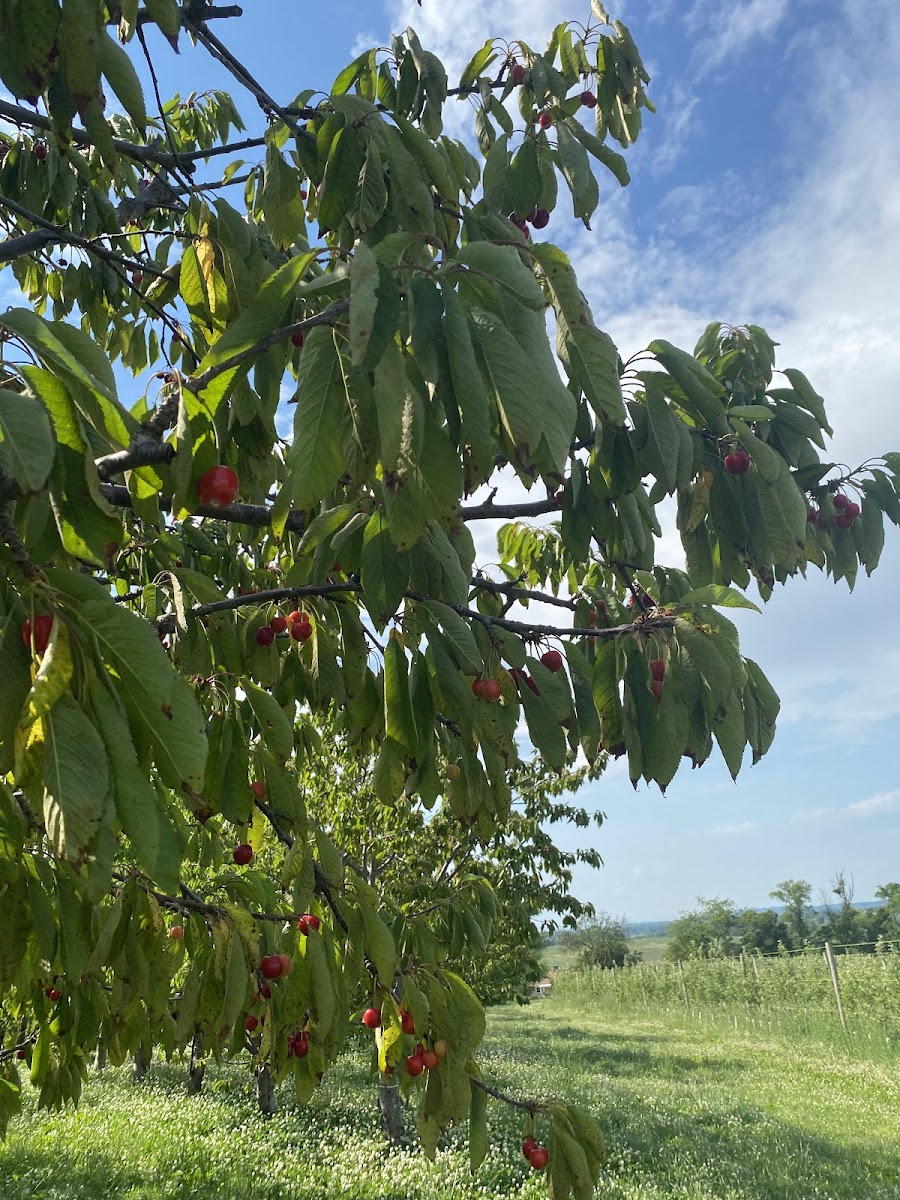 Orchard Valley Farm
