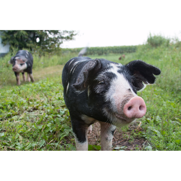 Timberfeast: Illinois Grass Fed Meats