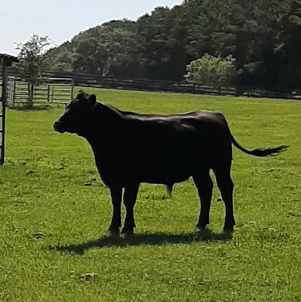 Four Palms Ranch LLC