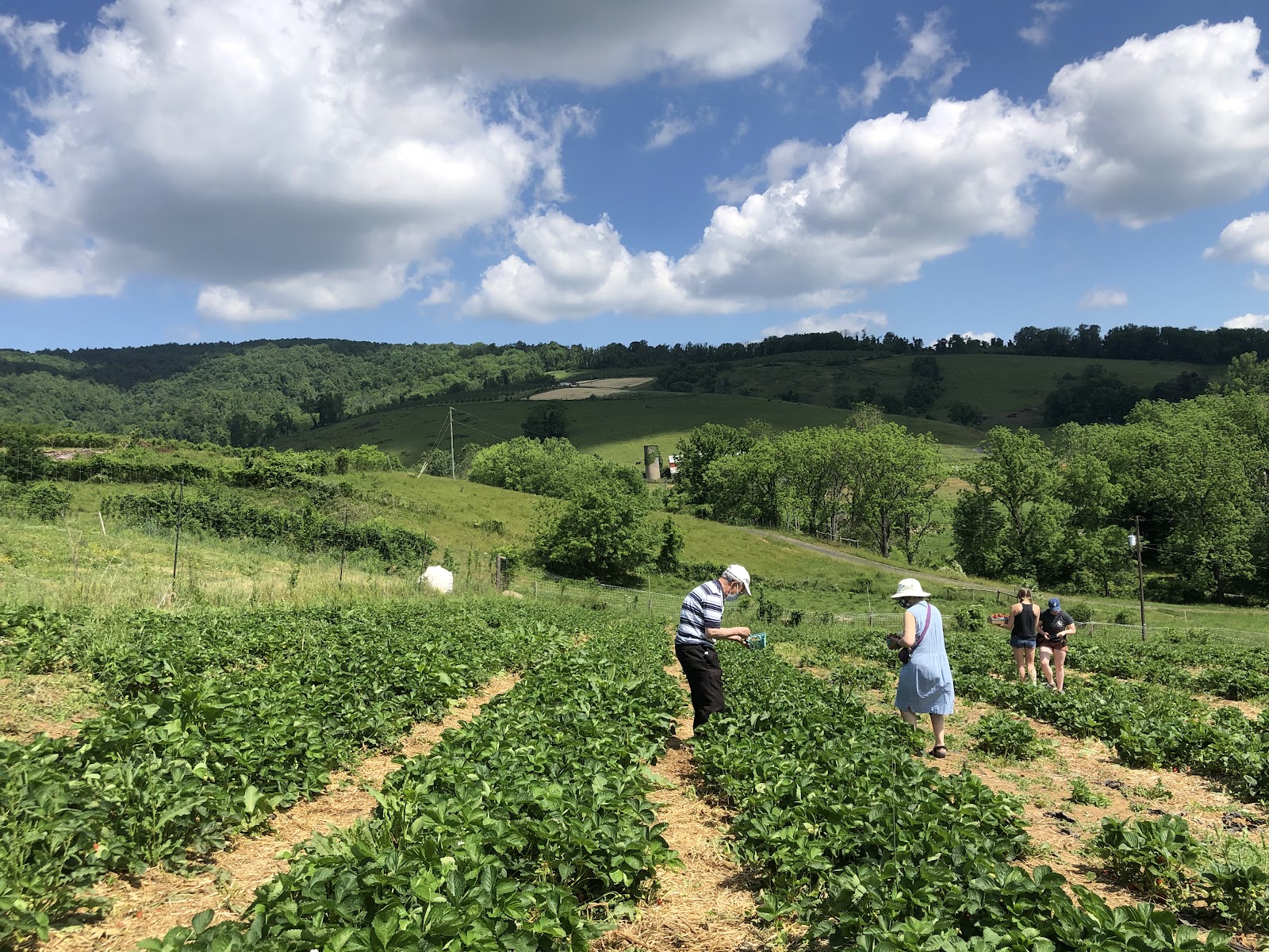 Cline's Farm photo 2