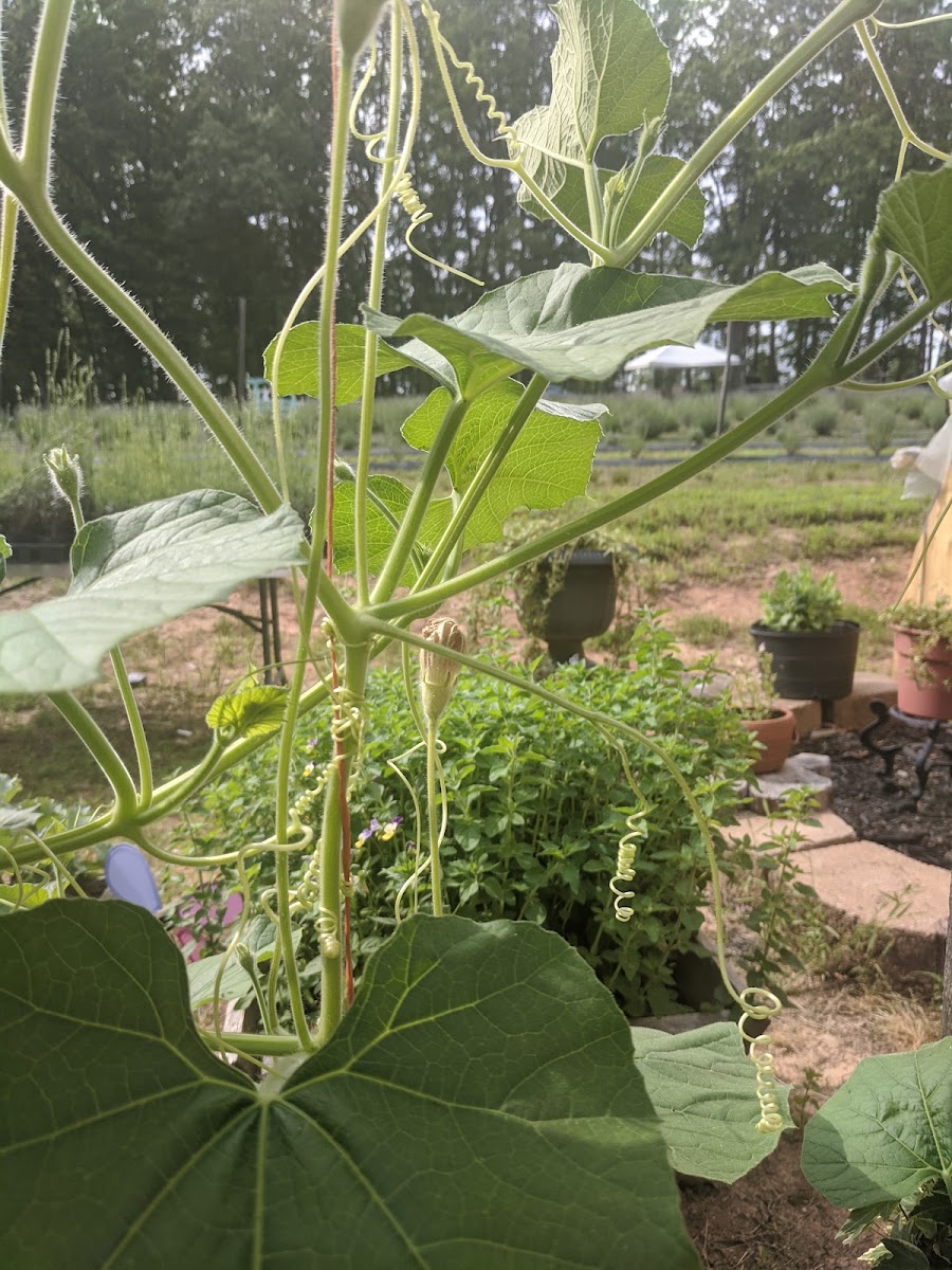 Frogholler Lavender Farm photo 2