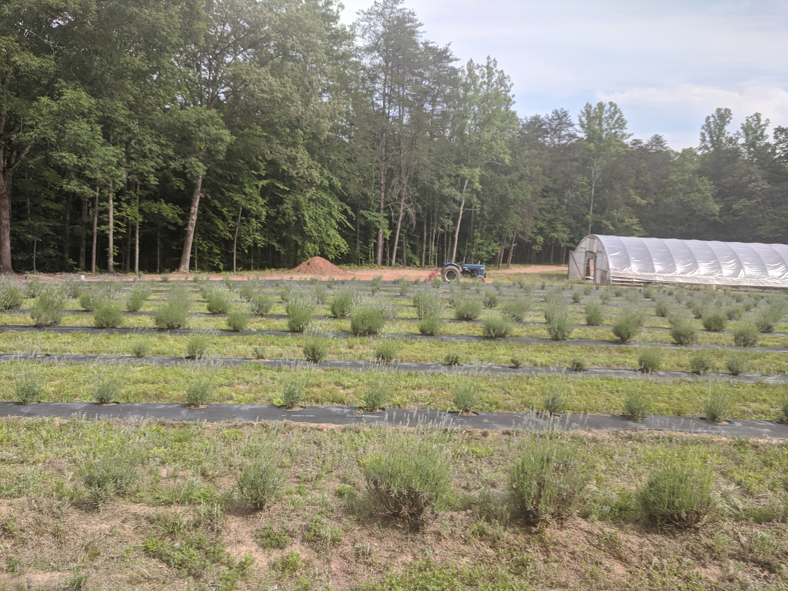 Frogholler Lavender Farm photo 3
