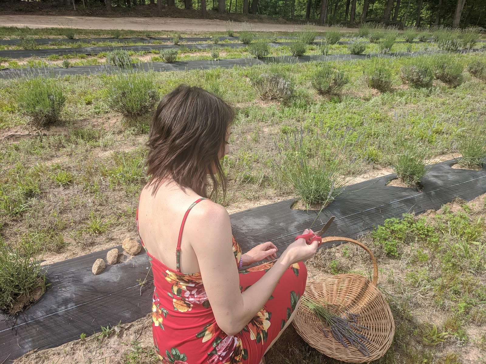 Frogholler Lavender Farm photo 4