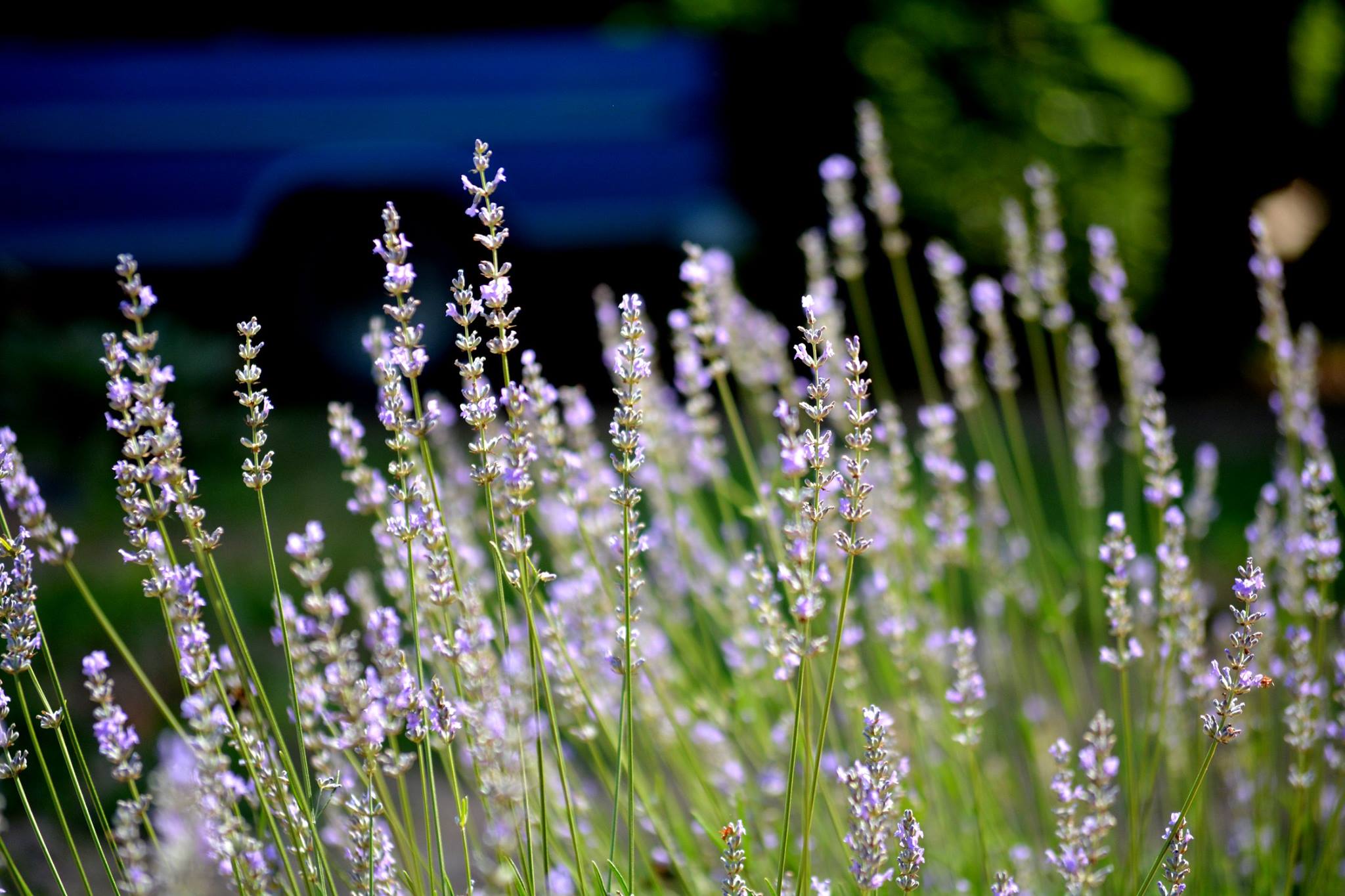 Frogholler Lavender Farm