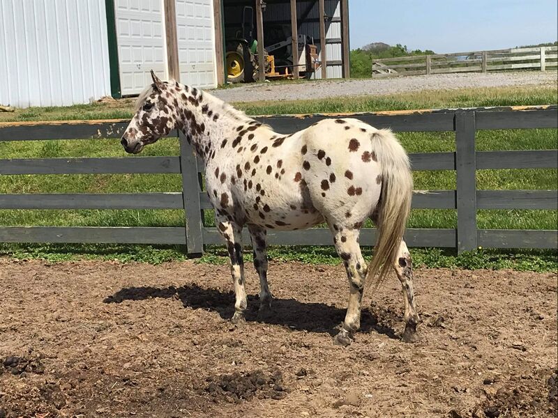 Stone-Leady Farms photo 21