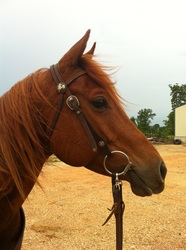 Stone-Leady Farms photo 26
