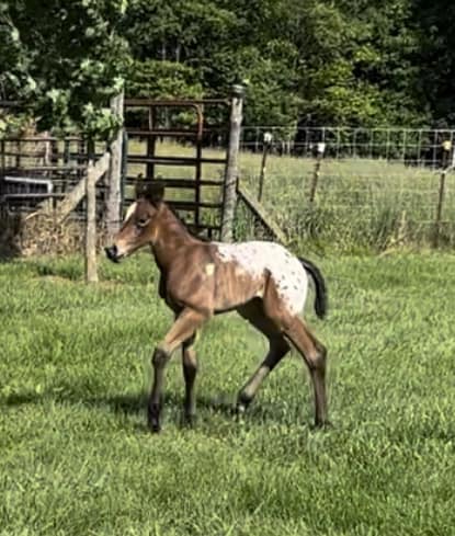Stone-Leady Farms photo 8