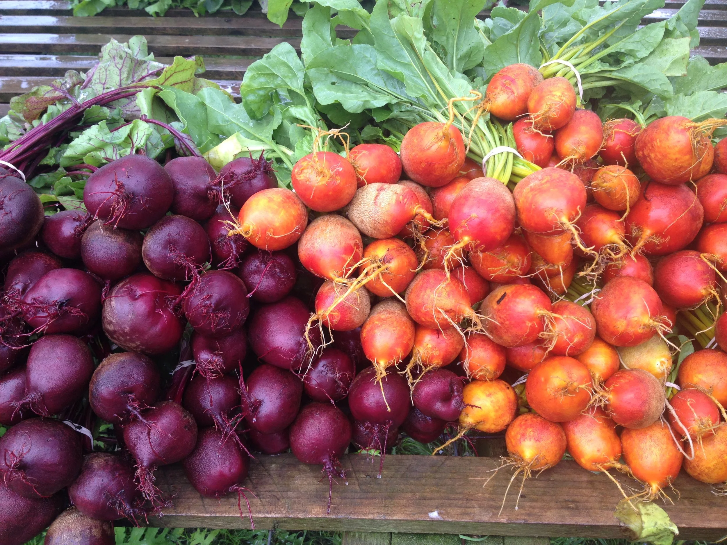 Cape Cod Organic Farm