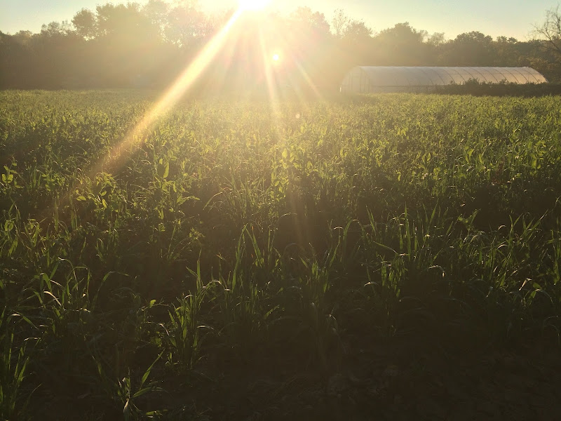 EarthDance Organic Farm School photo 11