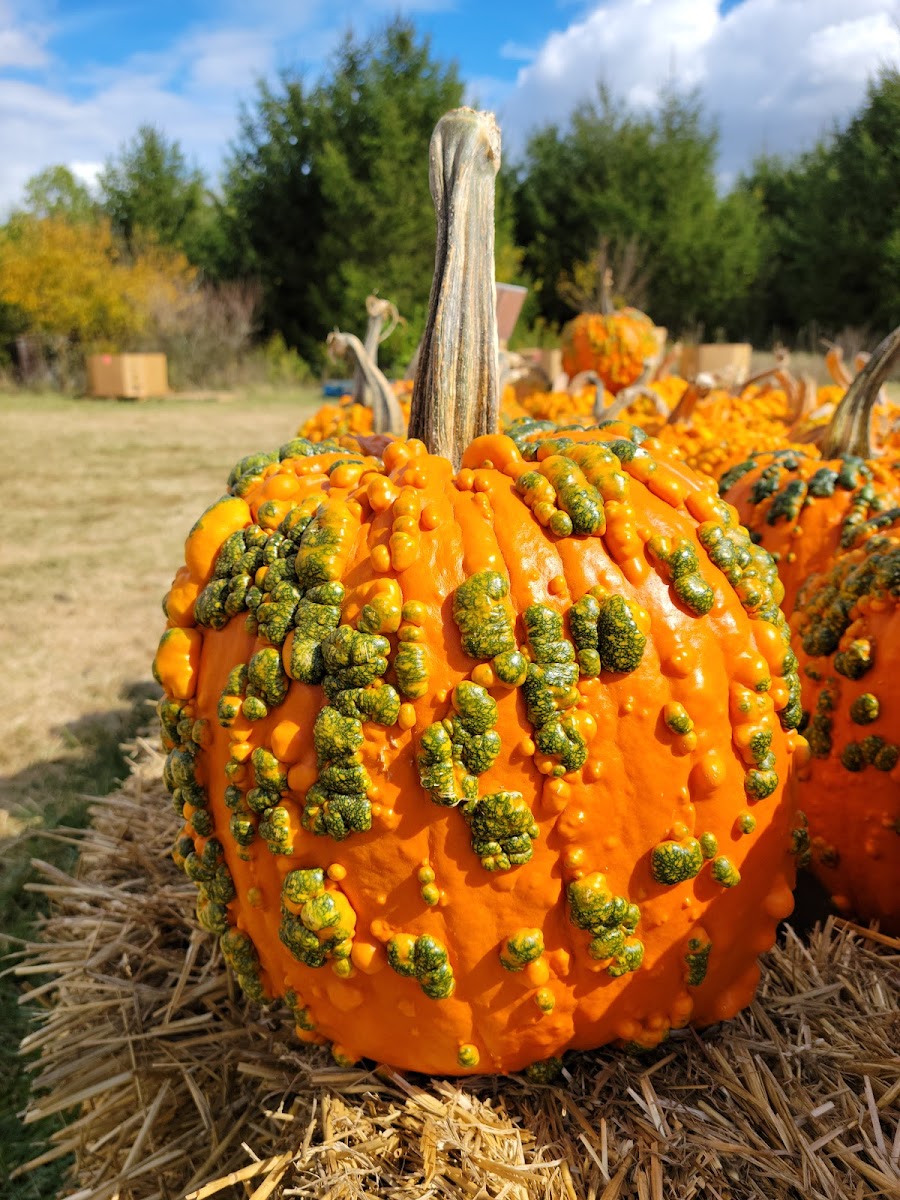 Majestic Nursery and Gardens photo 2