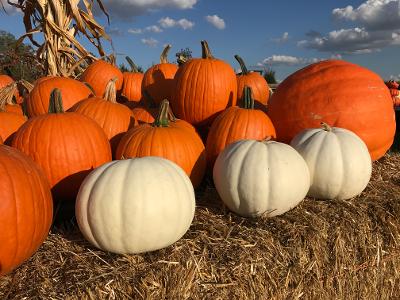 Majestic Nursery and Gardens photo 4