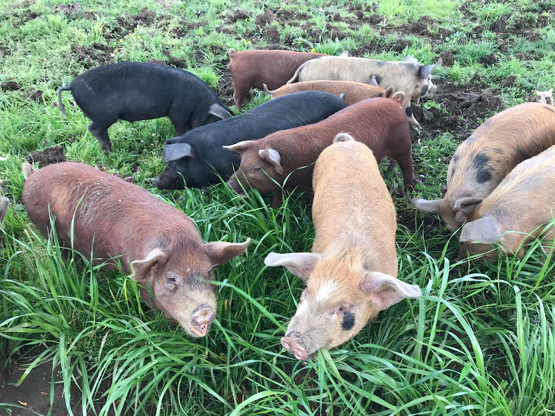 Havurah Farm photo 2