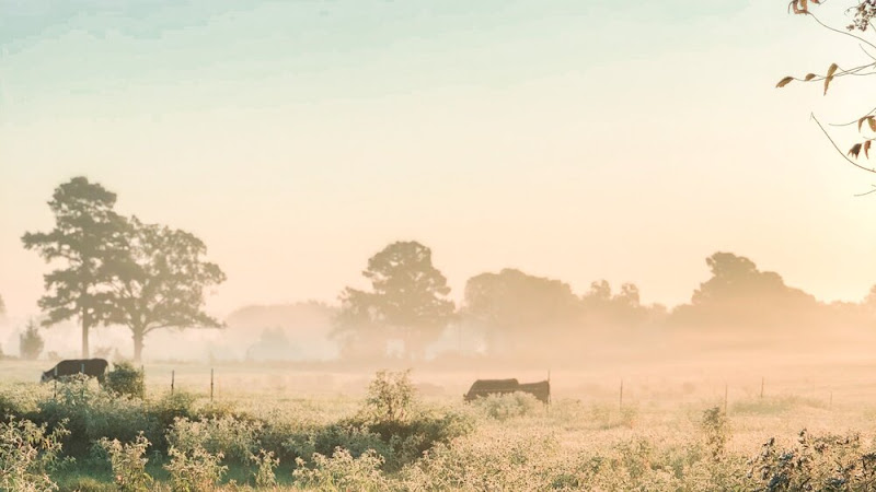 Hood Family Farms photo 4