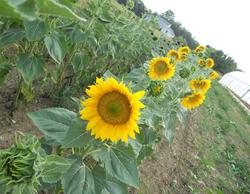 Long Valley Farm photo 5