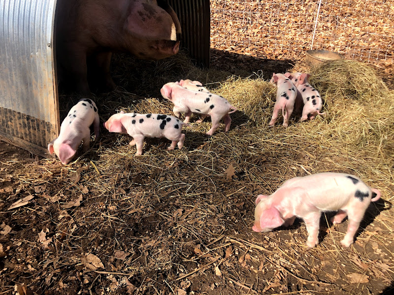 Massey Creek Farms photo 2