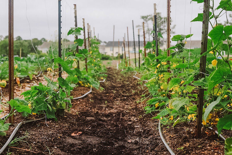 Rise Up Community Farm photo 2