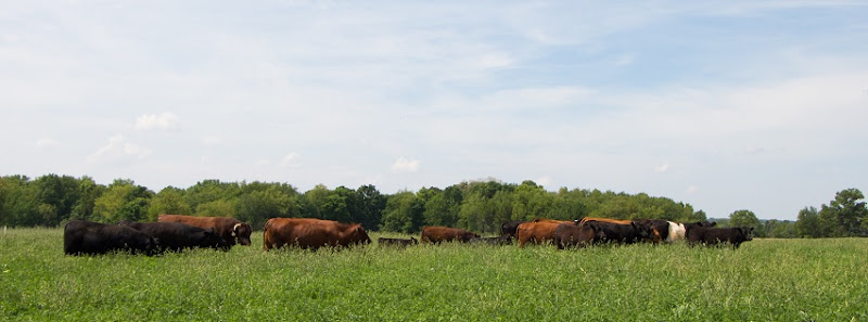 Elm Run Farms