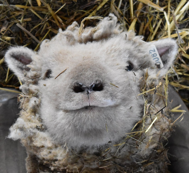 Laughing Stalk Farmstead photo 2