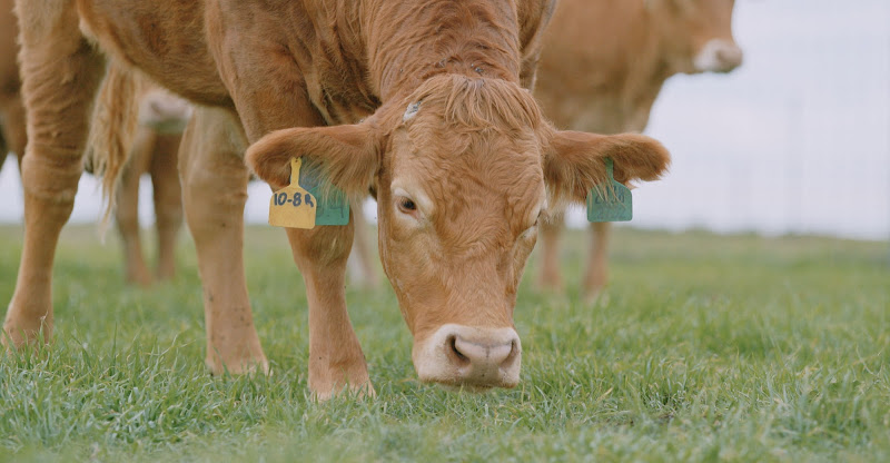 Peeler Farms photo 2