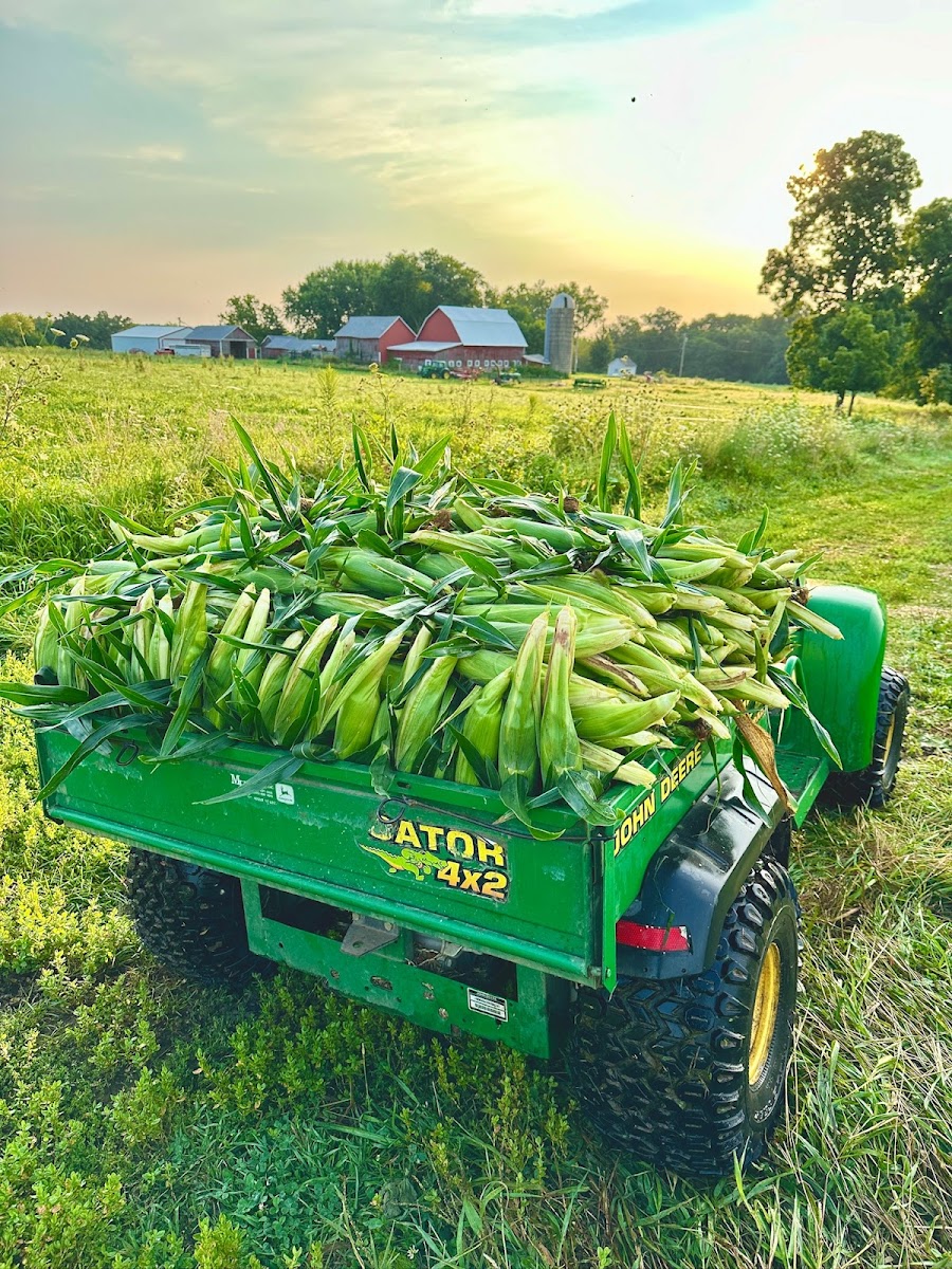 Stoneman's Famous Sweet Corn photo 3