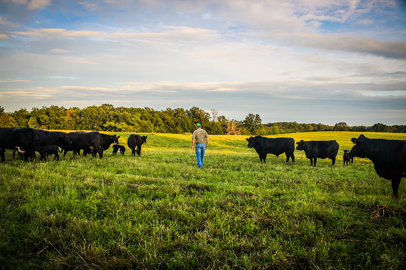 Altai Meadows