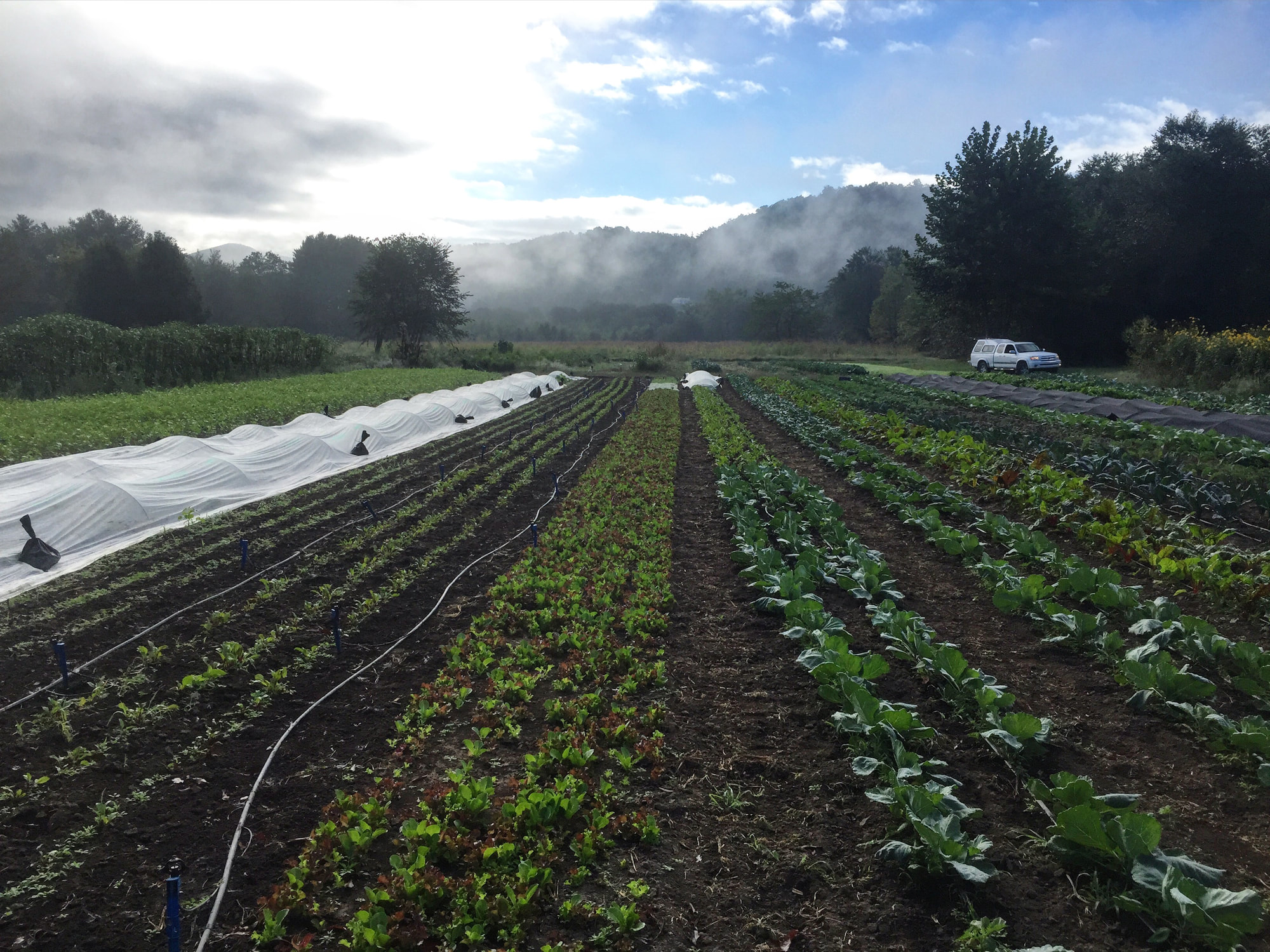 Pitch Pine Farm photo 2